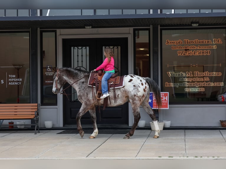 Appaloosa Wałach 13 lat 155 cm Ciemnokasztanowata in Forney