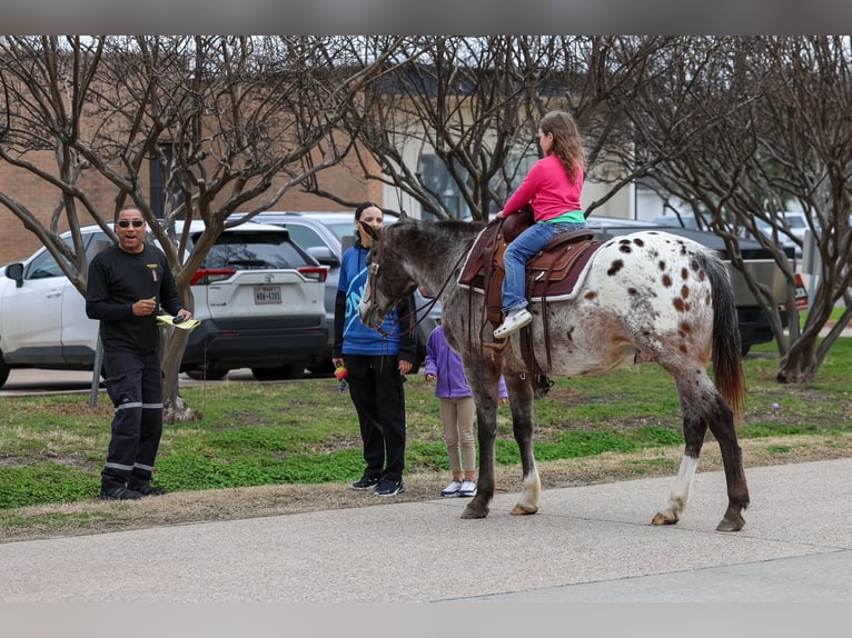 Appaloosa Wałach 13 lat 155 cm Ciemnokasztanowata in Forney