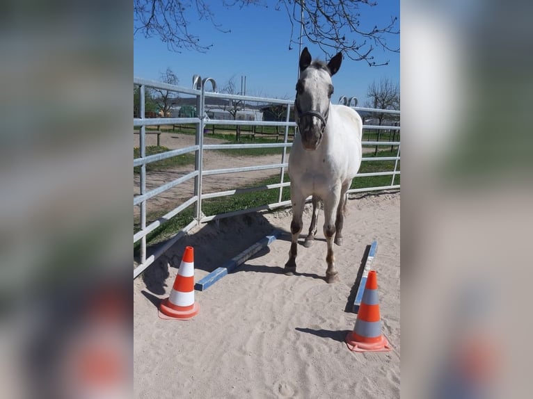 Appaloosa Wałach 13 lat 158 cm  in Stuttgart