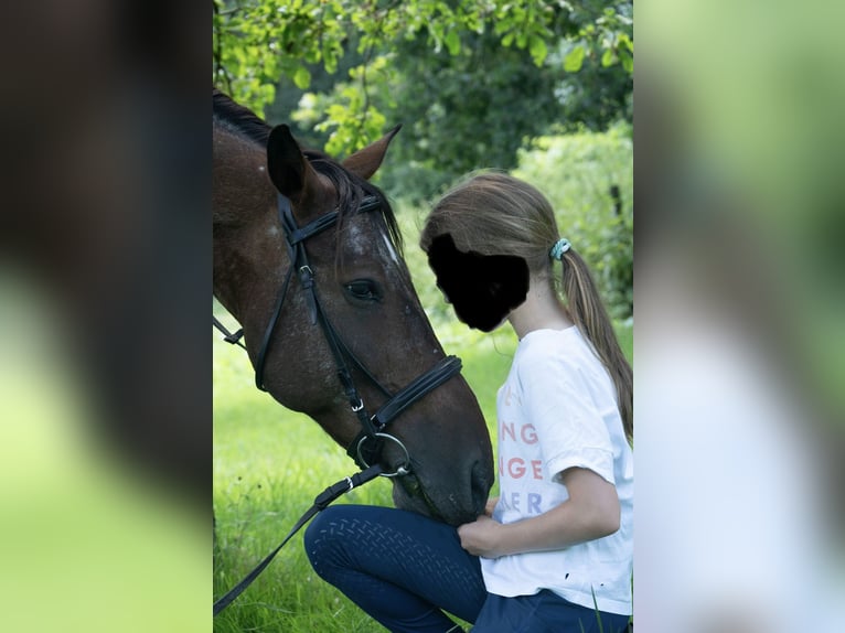 Appaloosa Mix Wałach 13 lat 160 cm Tarantowata in Kronberg im Taunus