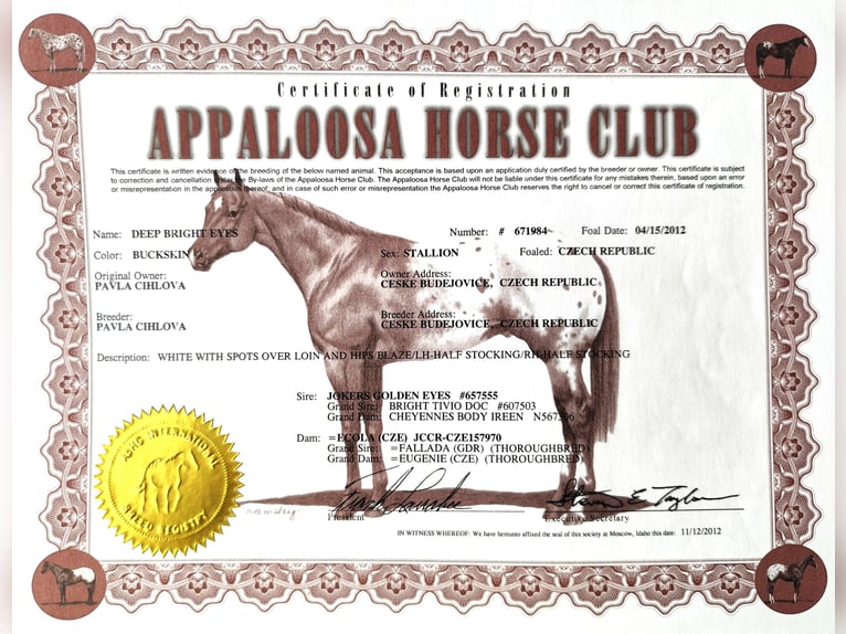 Appaloosa Wałach 13 lat 163 cm Jelenia in Rüdersdorf bei Berlin