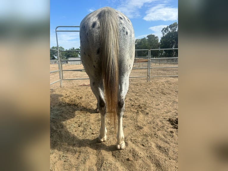 Appaloosa Wałach 13 lat 163 cm Tarantowata in Bonita