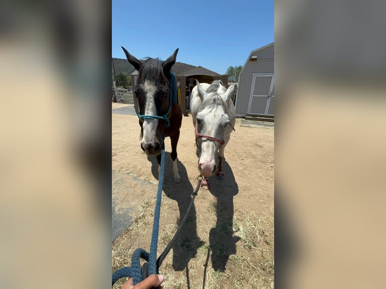 Appaloosa Wałach 13 lat 163 cm Tarantowata in Bonita