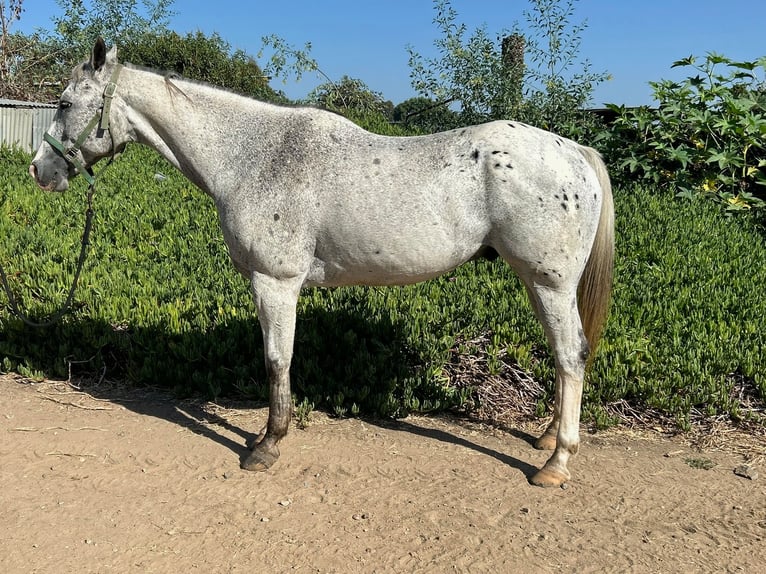 Appaloosa Wałach 13 lat 163 cm Tarantowata in Bonita