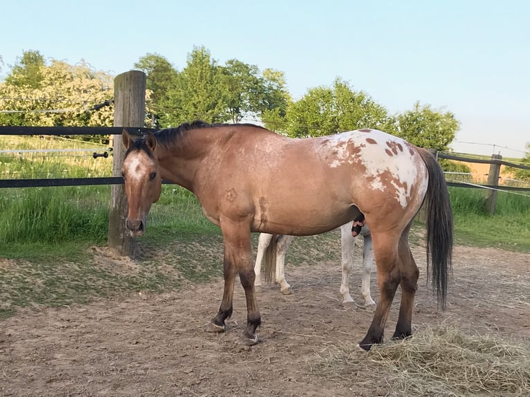 Appaloosa Wałach 14 lat 149 cm Bułana in Schieder-Schwalenberg