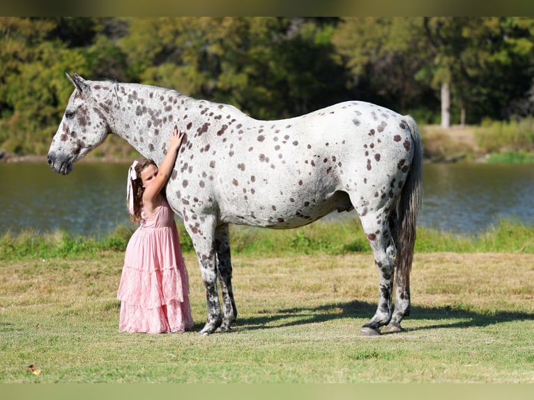 Appaloosa Wałach 14 lat 152 cm in Forney