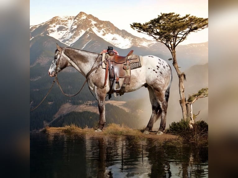 Appaloosa Wałach 14 lat 152 cm in Paicines CA