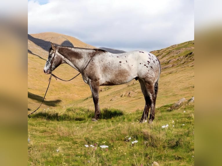 Appaloosa Wałach 14 lat 152 cm in Paicines CA