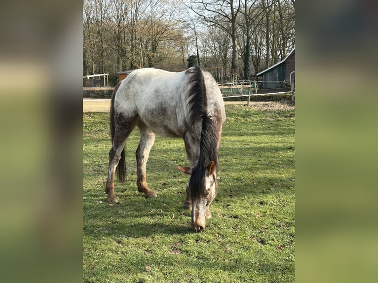Appaloosa Wałach 14 lat 158 cm  in Reken