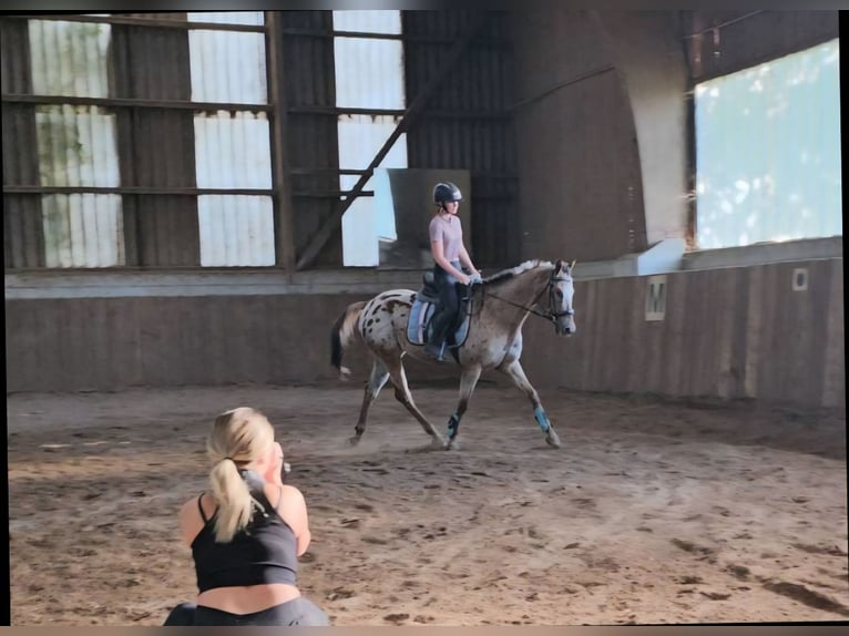 Appaloosa Wałach 15 lat 155 cm Tarantowata in Sipbachzell