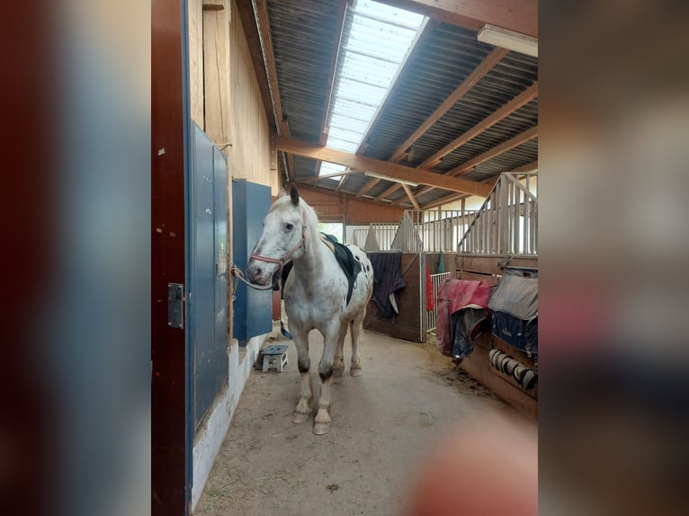 Appaloosa Wałach 15 lat 163 cm in Nastätten