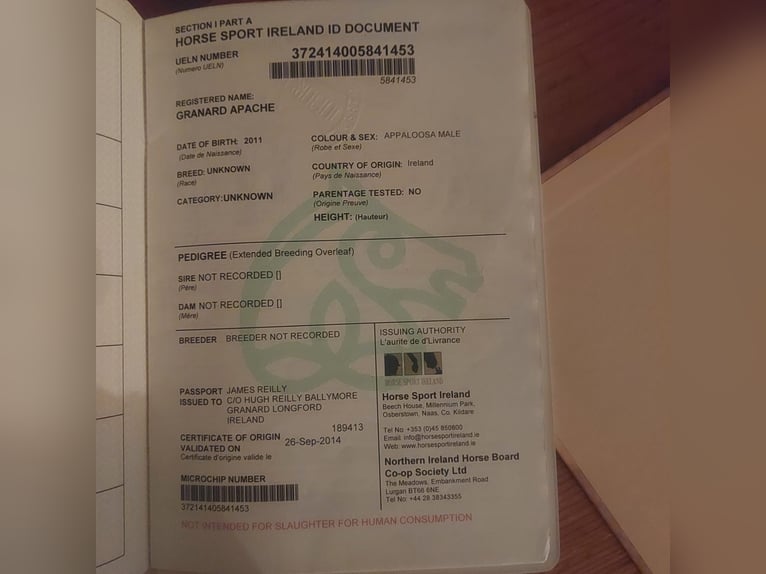 Appaloosa Wałach 15 lat 163 cm in Nastätten