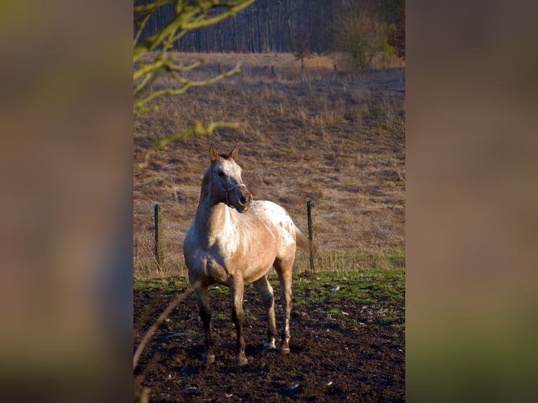 Appaloosa Wałach 15 lat 165 cm Kasztanowatodereszowata in Kaltohmfeld