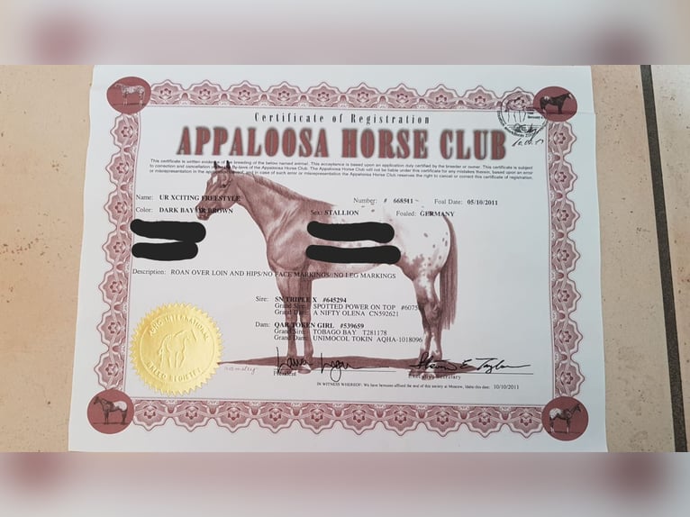 Appaloosa Wałach 15 lat in Klausen