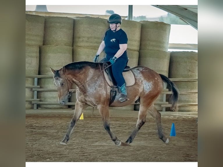 Appaloosa Wałach 15 lat in Klausen