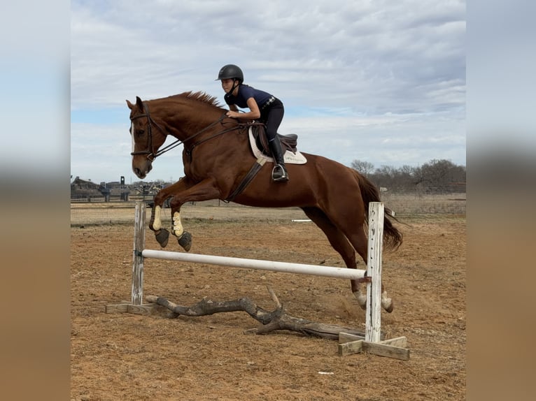 Appaloosa Wałach 16 lat 173 cm Ciemnokasztanowata in Cleburne