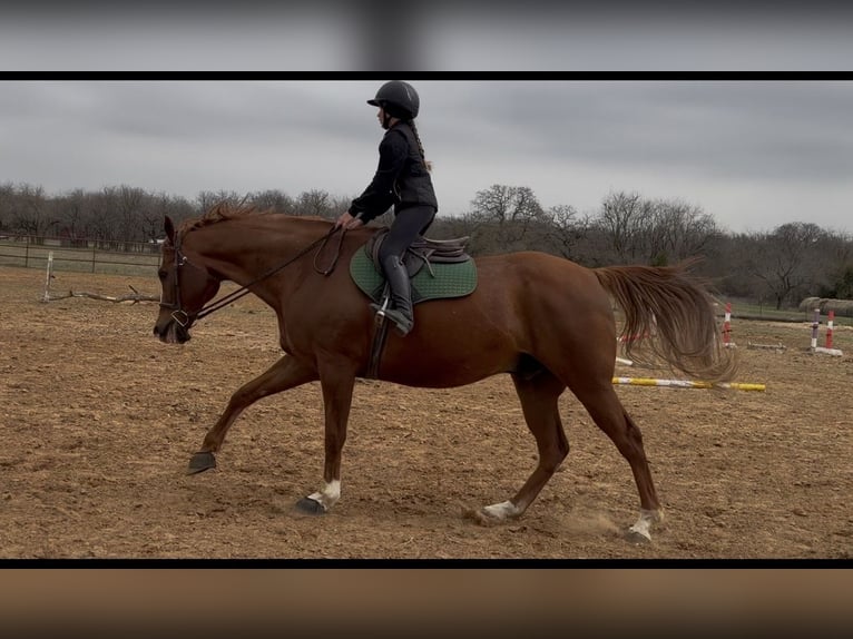 Appaloosa Wałach 16 lat 173 cm Ciemnokasztanowata in Cleburne