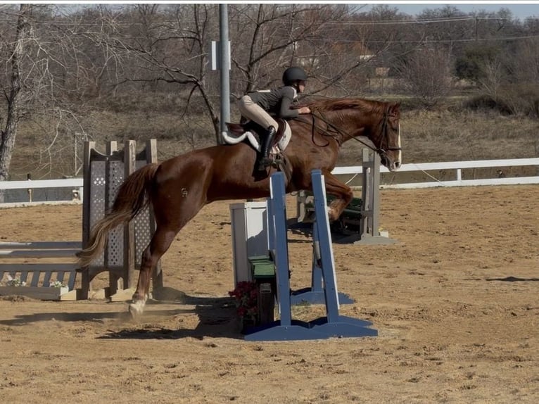 Appaloosa Wałach 16 lat 173 cm Ciemnokasztanowata in Cleburne