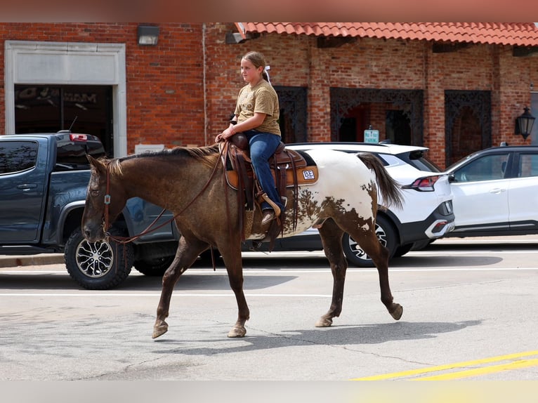Appaloosa Wałach 16 lat  in Terrell
