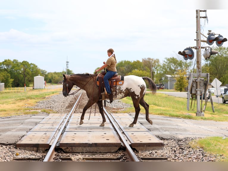 Appaloosa Wałach 16 lat  in Terrell