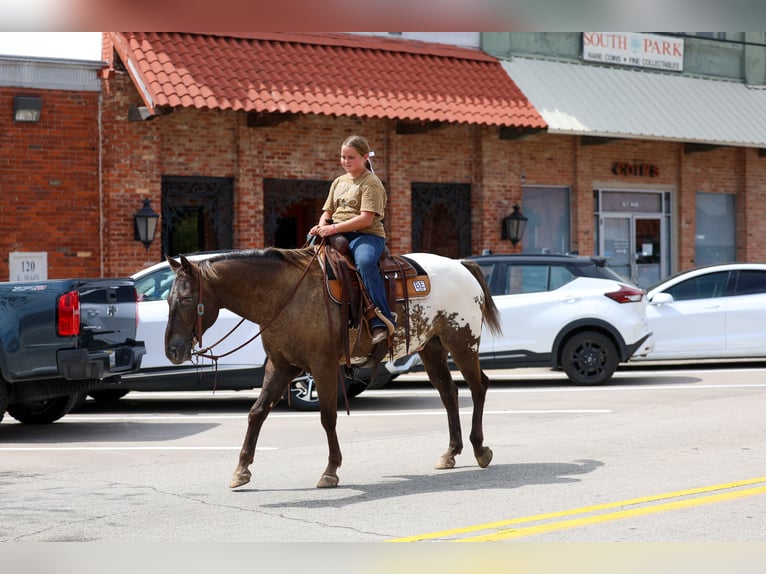 Appaloosa Wałach 16 lat  in Terrell