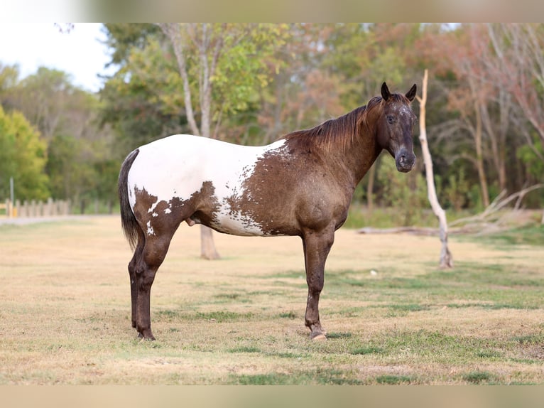 Appaloosa Wałach 16 lat  in Terrell