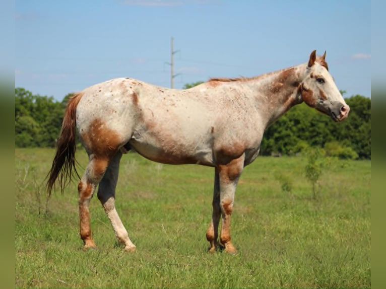Appaloosa Wałach 17 lat 157 cm Cisawa in Poolville