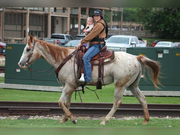 Appaloosa Wałach 17 lat 157 cm Cisawa in Poolville