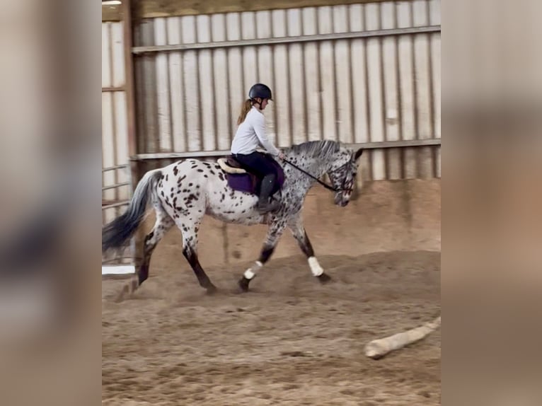 Appaloosa Wałach 17 lat 165 cm Tarantowata in Sligo