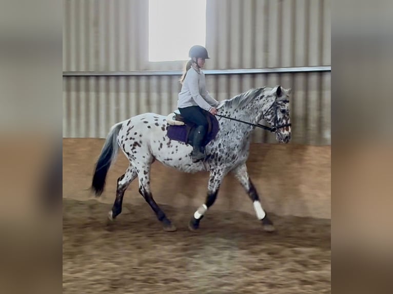 Appaloosa Wałach 17 lat 165 cm Tarantowata in Sligo
