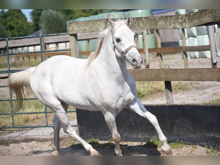 Appaloosa Wałach 19 lat  in Achtmaal