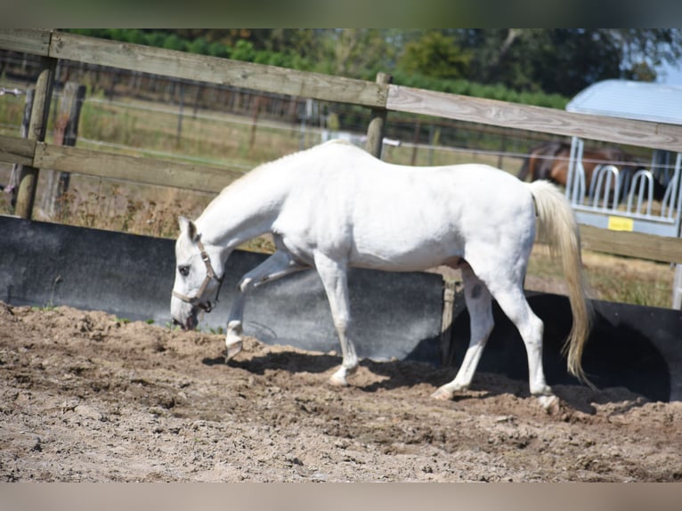 Appaloosa Wałach 19 lat  in Achtmaal