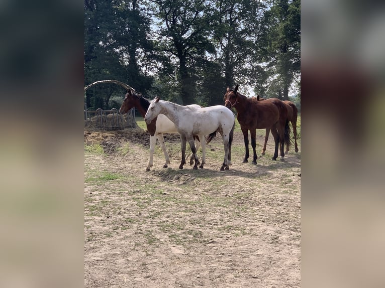 Appaloosa Mix Wałach 1 Rok 150 cm Tarantowata in Gajoubert