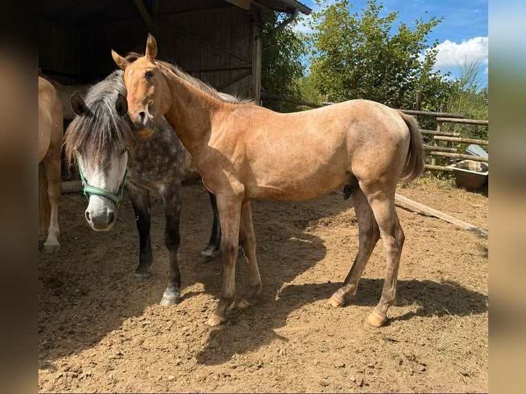 Appaloosa Wałach 2 lat 150 cm  in Daleiden