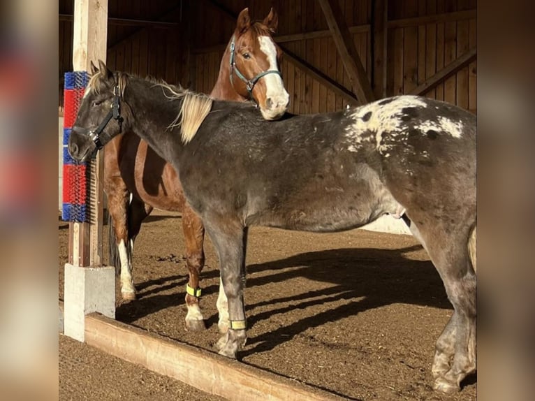 Appaloosa Wałach 2 lat 153 cm Kara in Rapottenstein