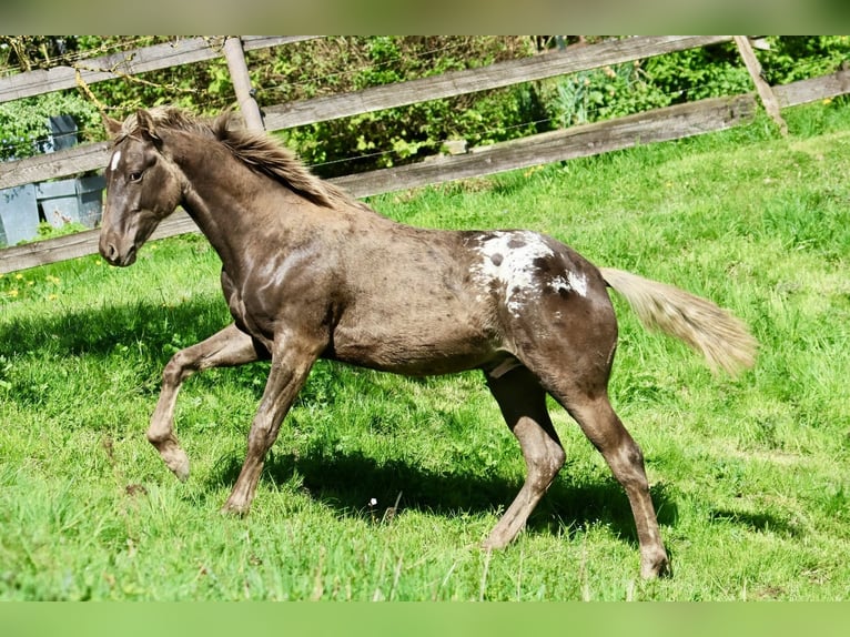 Appaloosa Wałach 2 lat 153 cm Kara in Rapottenstein