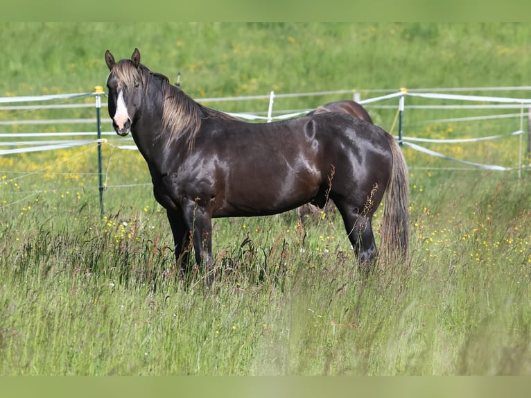 Appaloosa Wałach 2 lat 153 cm Kara in Rapottenstein