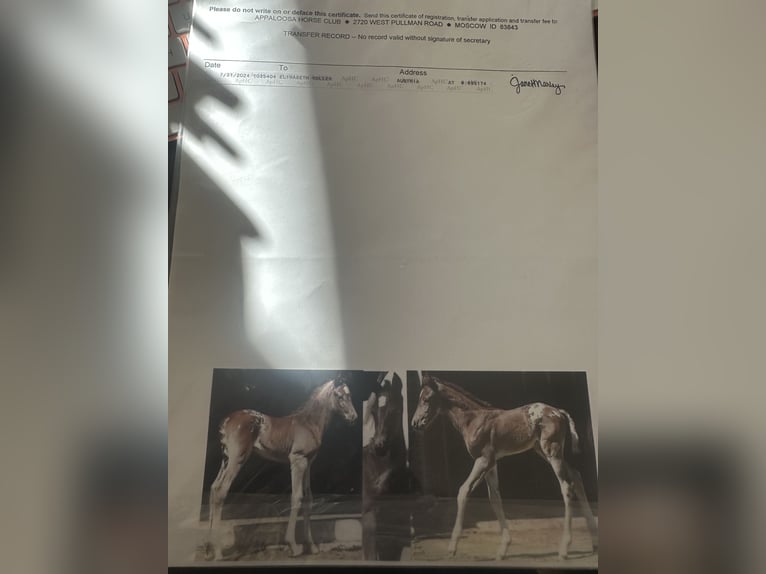 Appaloosa Wałach 2 lat 153 cm Kara in Rapottenstein