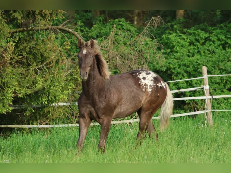 Appaloosa Wałach 2 lat 153 cm Kara in Rapottenstein