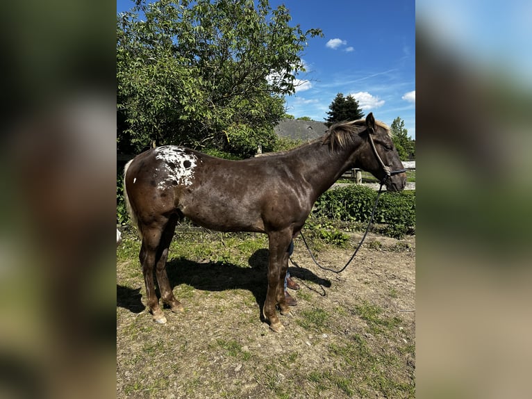 Appaloosa Wałach 2 lat 153 cm Kara in Rapottenstein