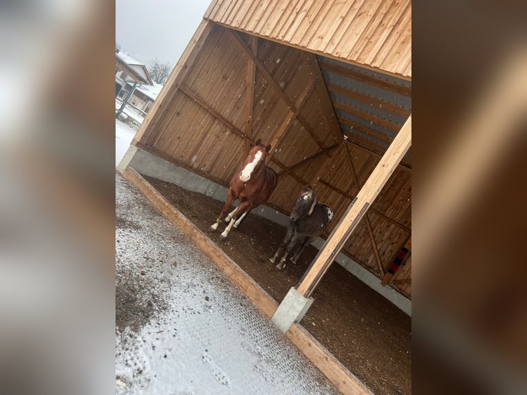 Appaloosa Wałach 2 lat 153 cm Kara in Rapottenstein