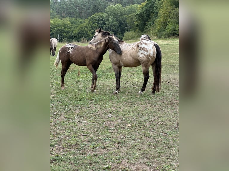 Appaloosa Wałach 2 lat 153 cm Kara in Rapottenstein