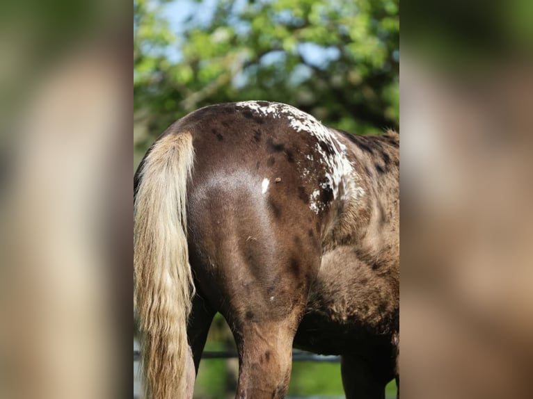 Appaloosa Wałach 2 lat 153 cm Kara in Rapottenstein