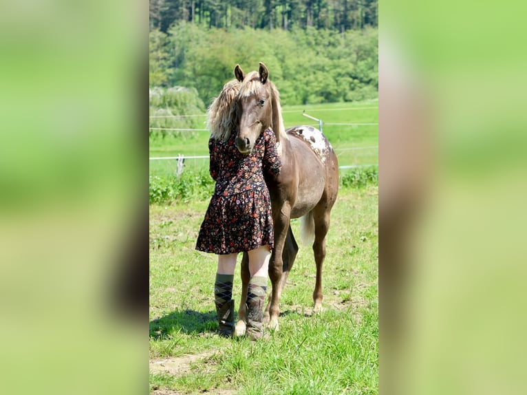 Appaloosa Wałach 2 lat 153 cm Kara in Rapottenstein