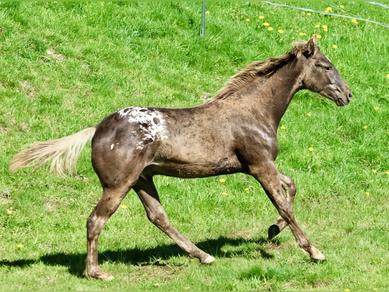 Appaloosa Wałach 2 lat 153 cm Kara in Rapottenstein