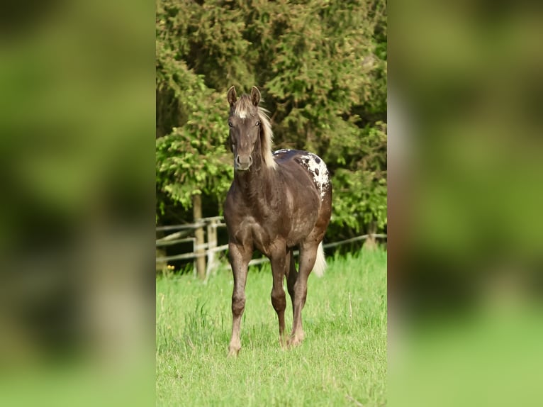 Appaloosa Wałach 2 lat 153 cm Kara in Rapottenstein