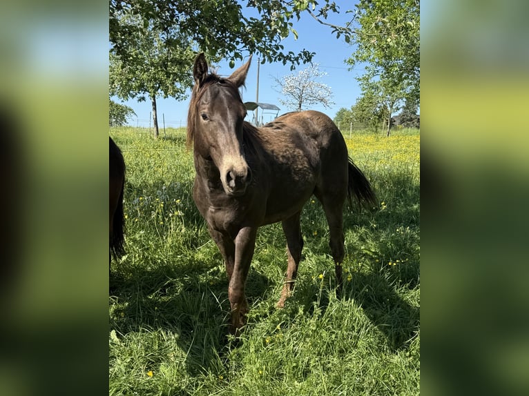 Appaloosa Wałach 2 lat 154 cm Jelenia in Daleiden