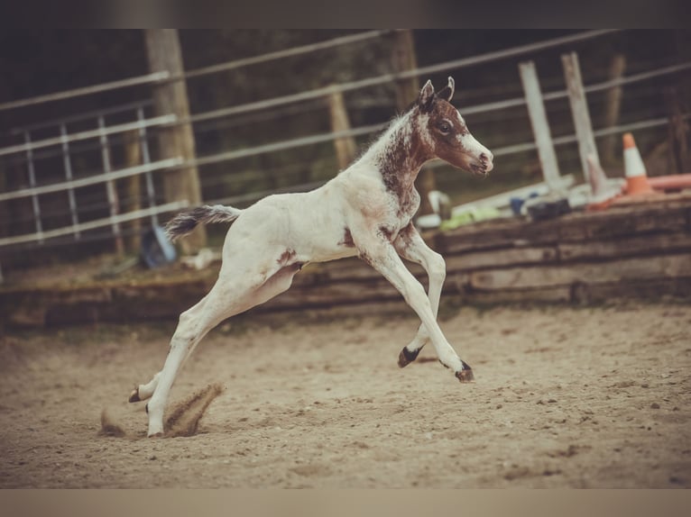 Appaloosa Wałach 2 lat 155 cm in Stein
