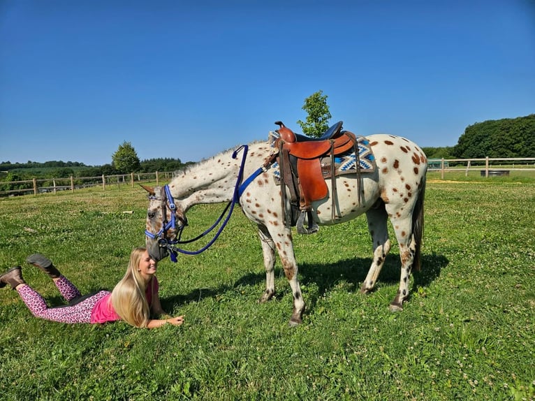 Appaloosa Wałach 3 lat 150 cm Tarantowata in Linkenbach
