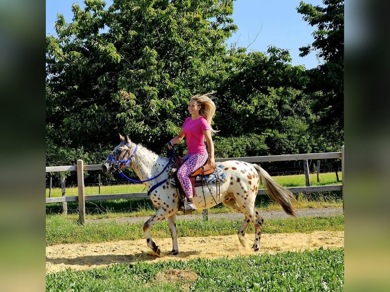 Appaloosa Wałach 3 lat 150 cm Tarantowata in Linkenbach